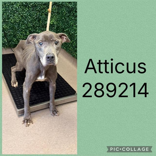 Atticus - Pit Bull Terrier