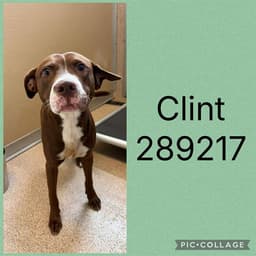 Clint image 1
