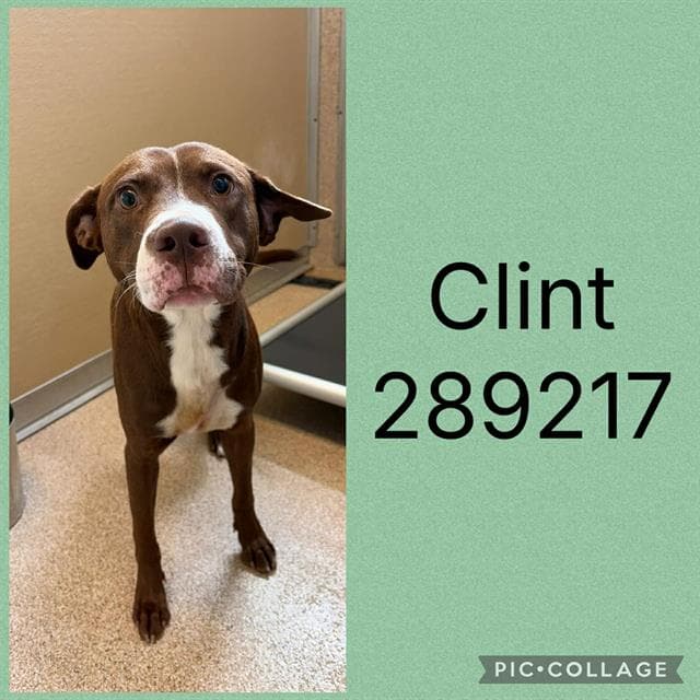 Clint - Labrador Retriever