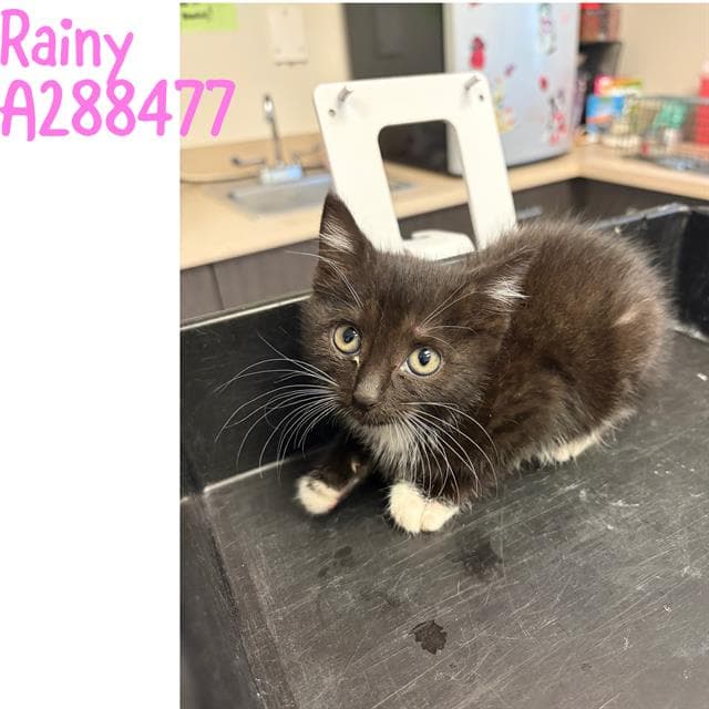 Rainy - Domestic Short Hair