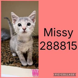 Missy image 1