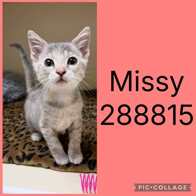 Missy