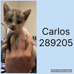 Carlos image 1