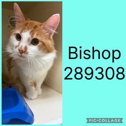 Bishop image 1