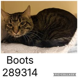 Boots image 1