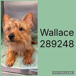 Wallace image 1