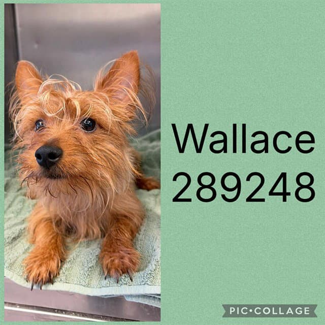 Wallace - Yorkshire Terrier Yorkie