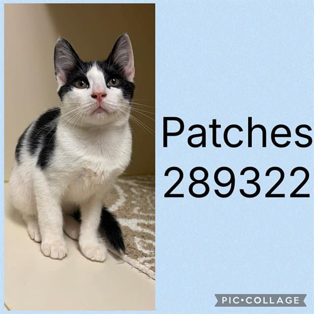 Patches - Domestic Short Hair