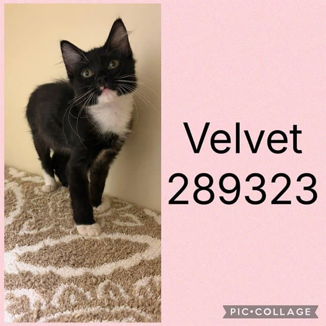 Velvet - Domestic Short Hair