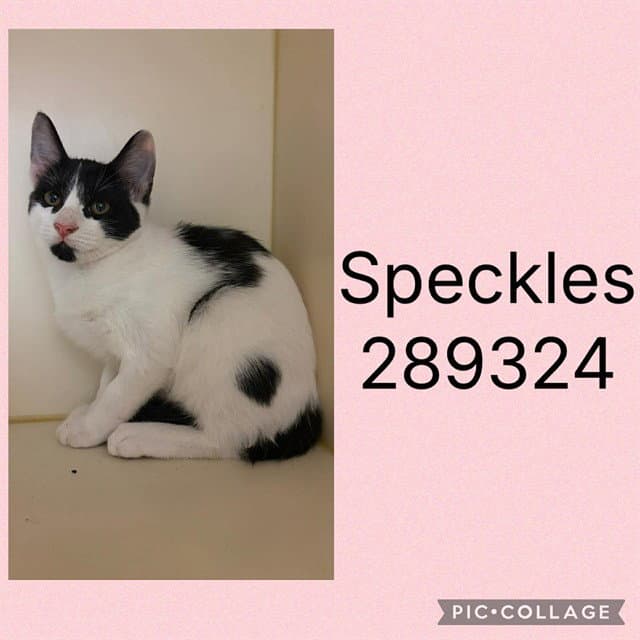 Speckles - Domestic Short Hair