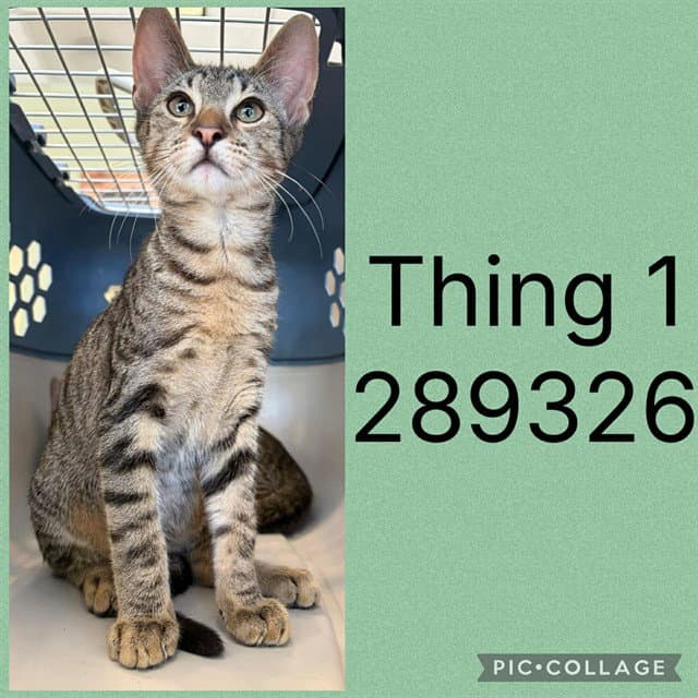 Thing - Domestic Short Hair
