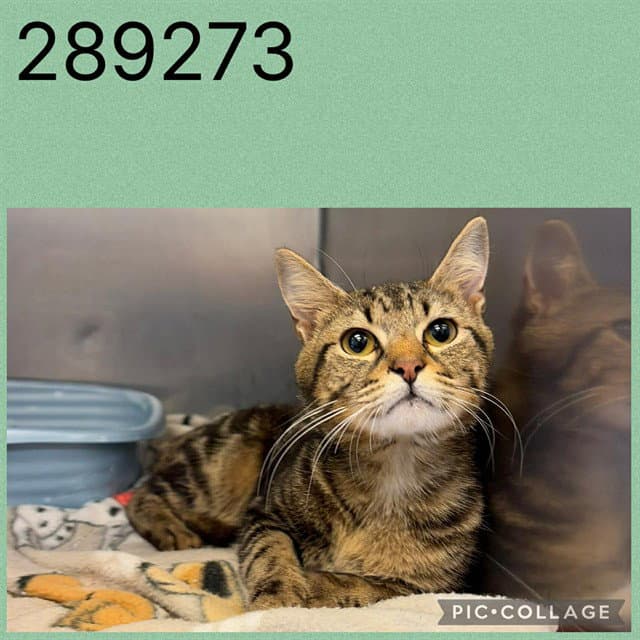 Hutch - Domestic Short Hair