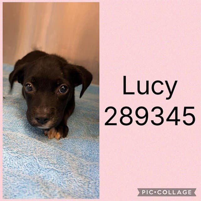Lucy - Labrador Retriever
