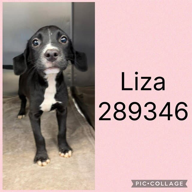 Liza - Labrador Retriever