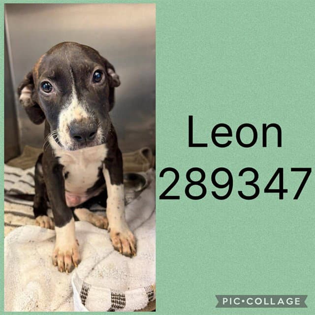 Leon - Labrador Retriever