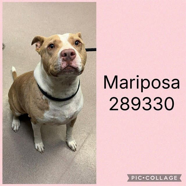 Mariposa Aka Journey - Pit Bull Terrier
