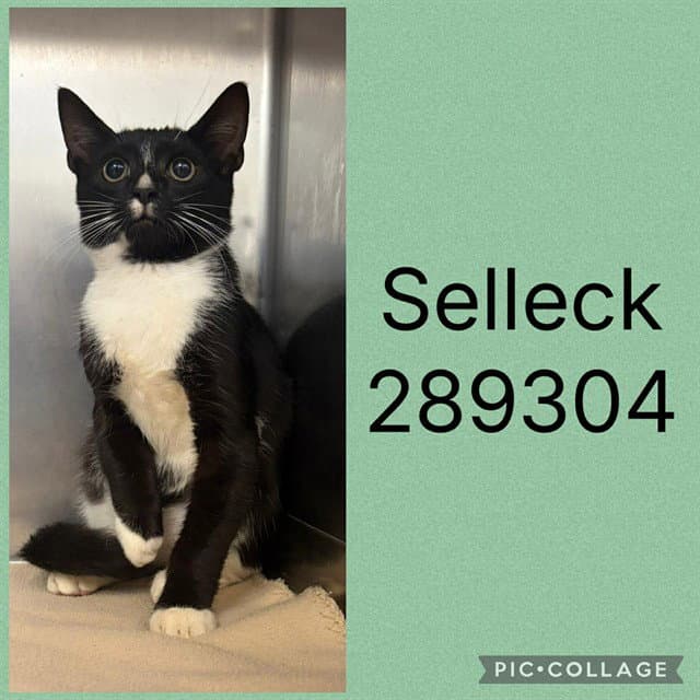 Selleck - Domestic Short Hair