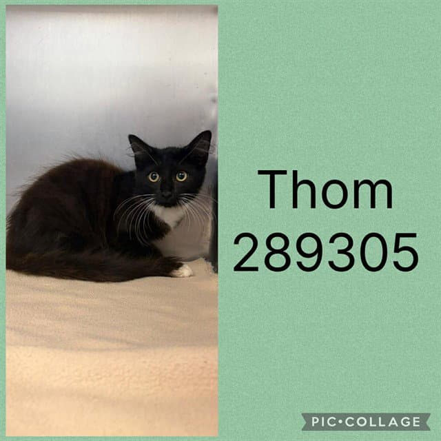 Thom - Domestic Short Hair