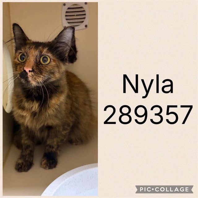 Nyla - Domestic Short Hair