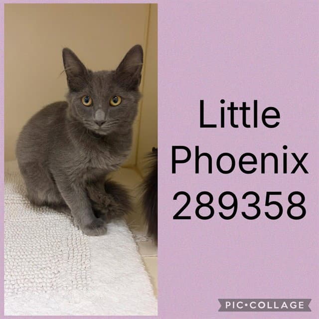 Little Phoenix - Domestic Short Hair