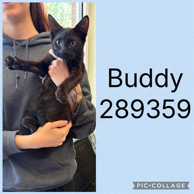 Buddy - Domestic Short Hair