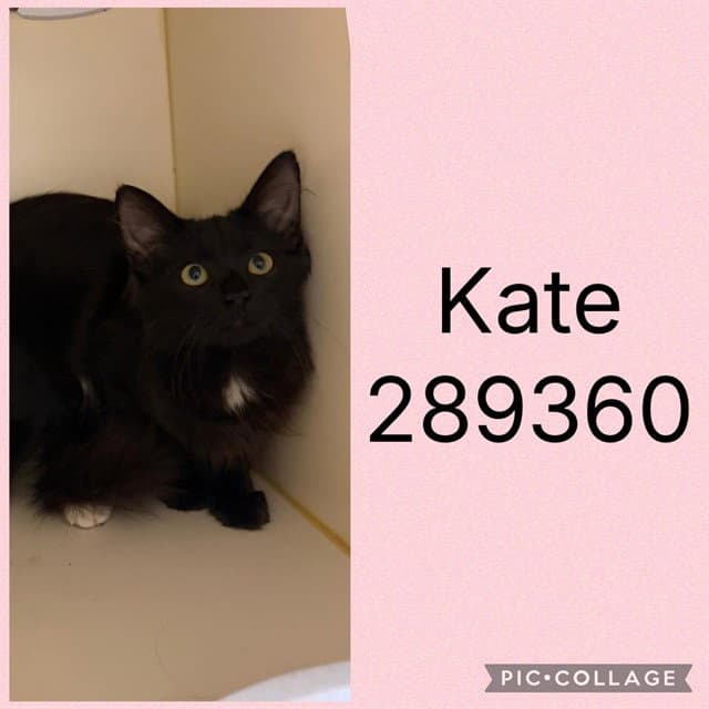 Unknown - Domestic Short Hair