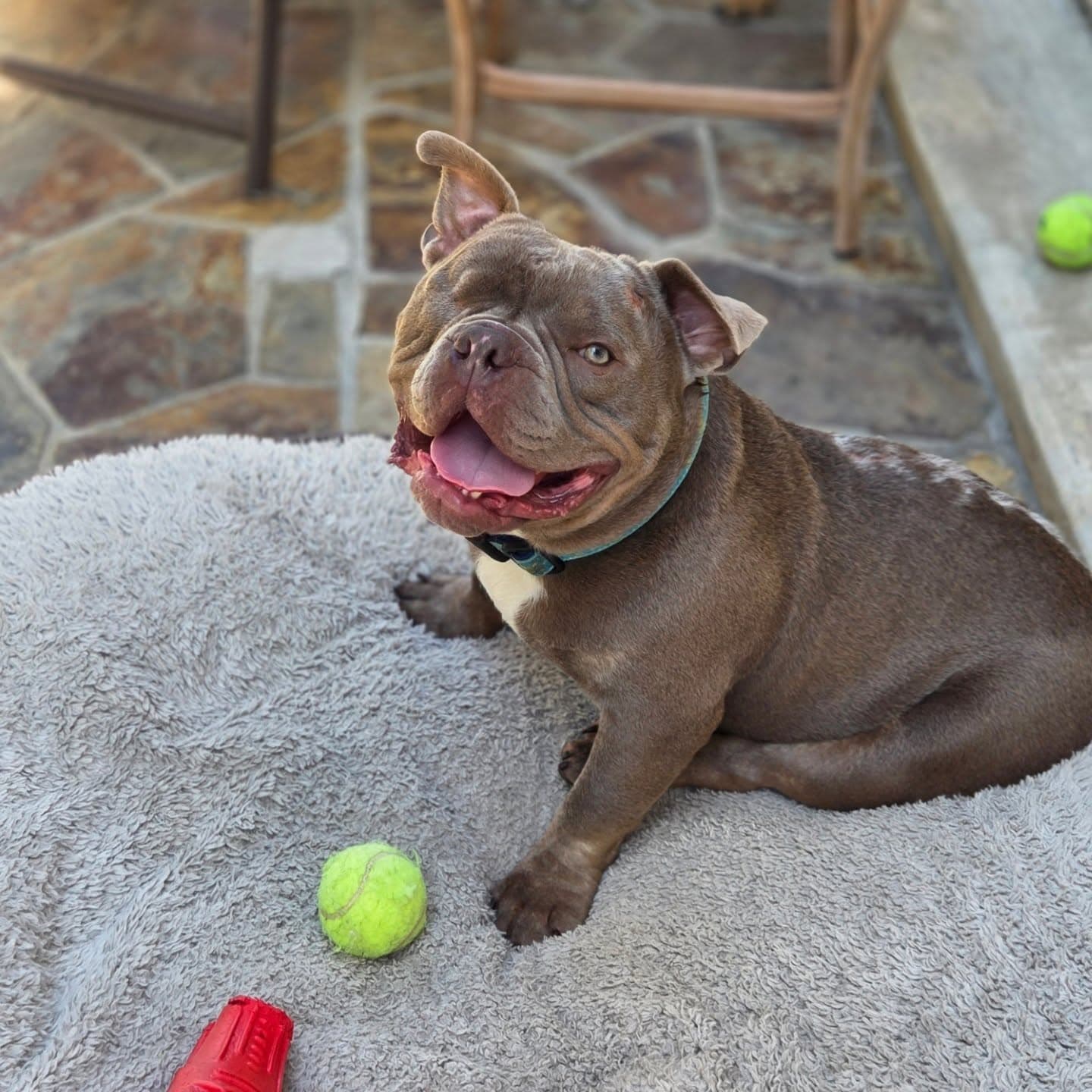 Mack - French Bulldog