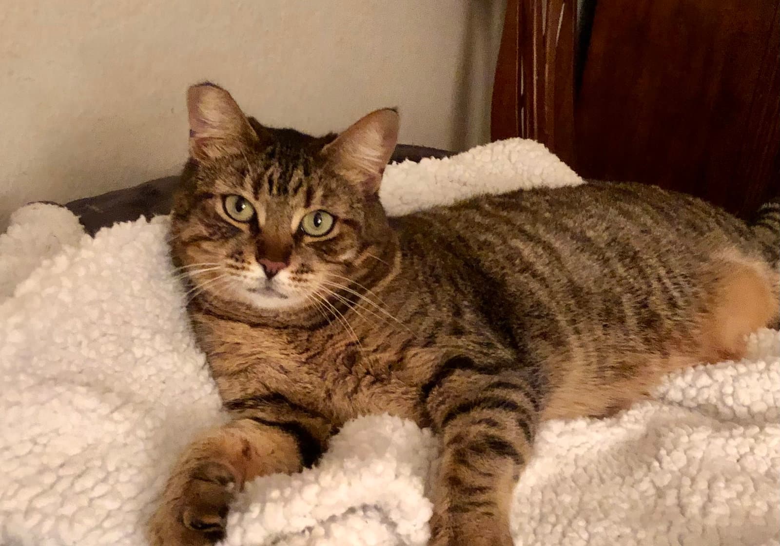 Munchkin - Domestic Short Hair