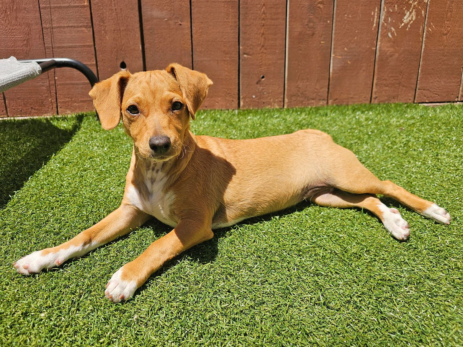 Birdie - Dachshund