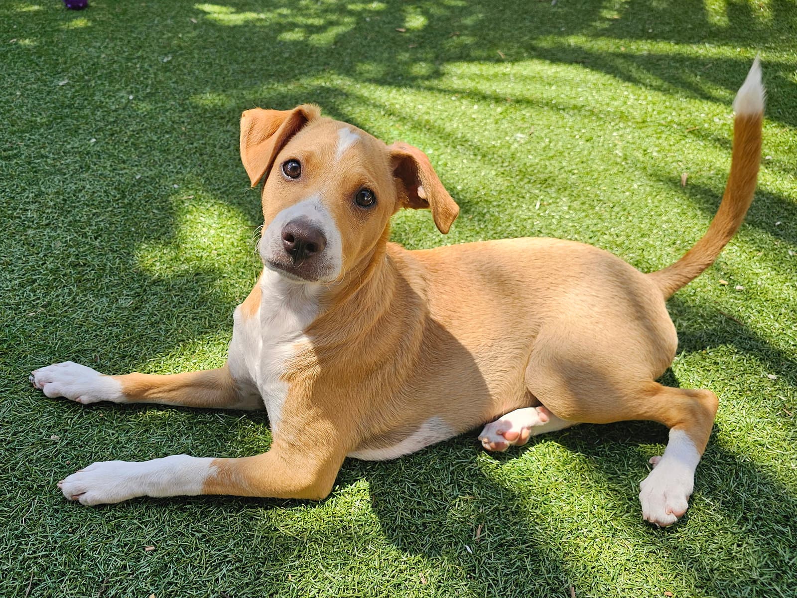 Mulligan - Labrador Retriever