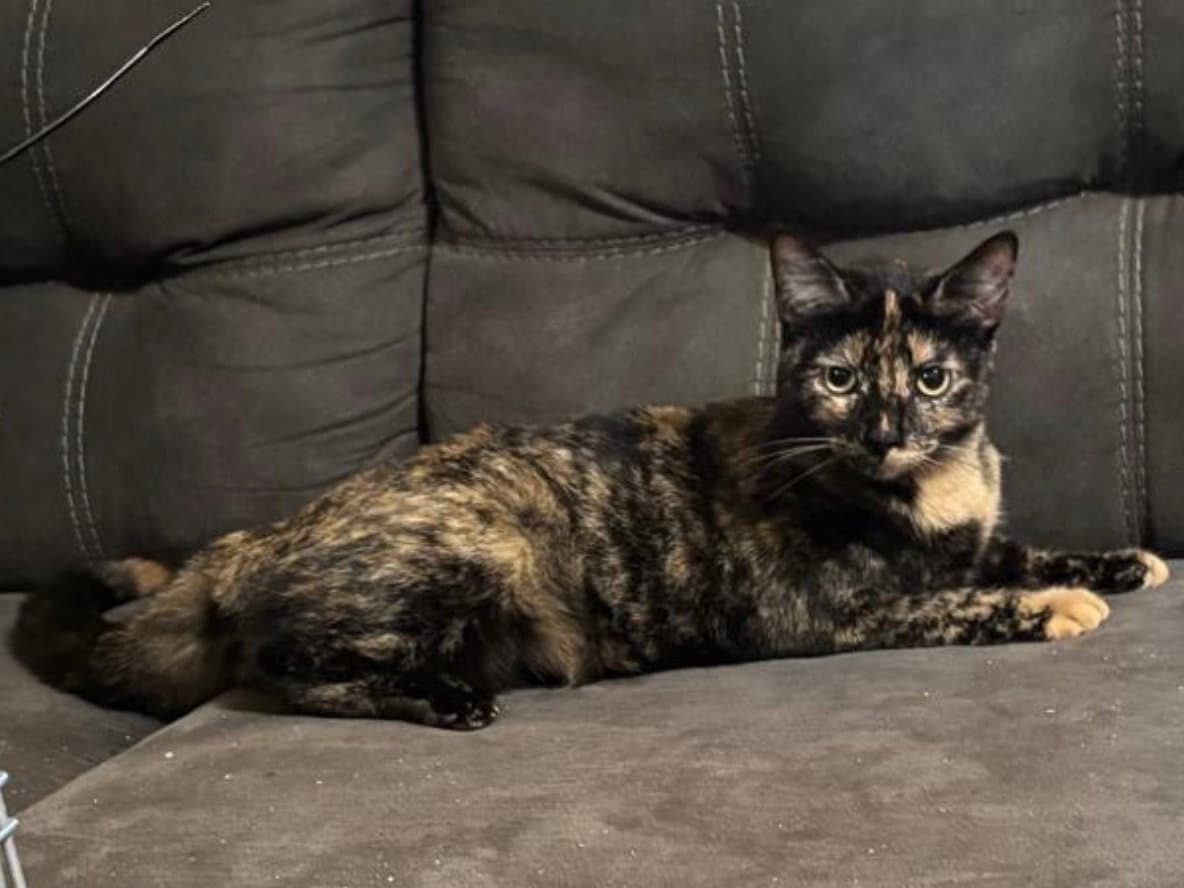 Winry - Domestic Short Hair