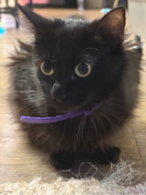 Cody - Domestic Medium Hair