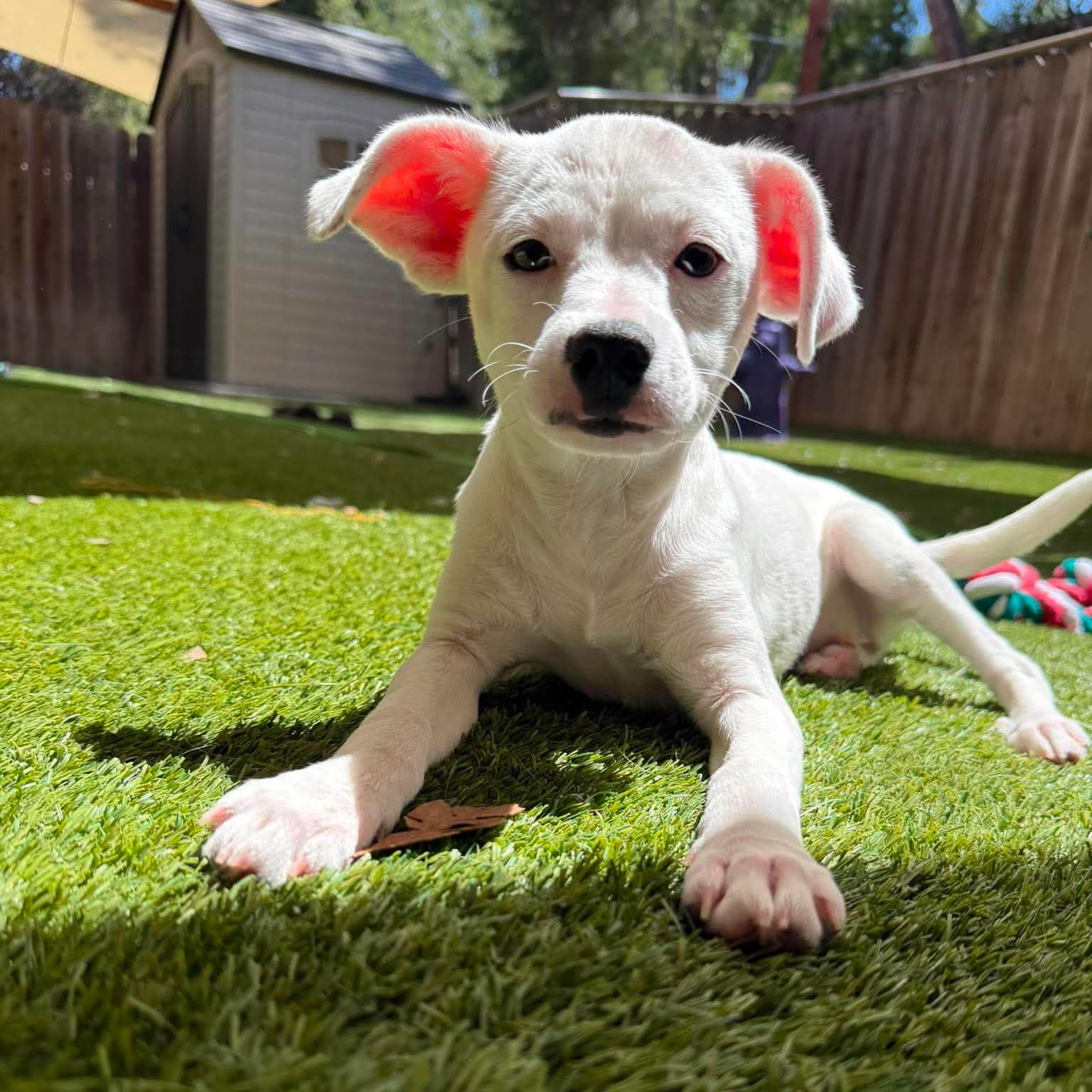Dandi - Chihuahua