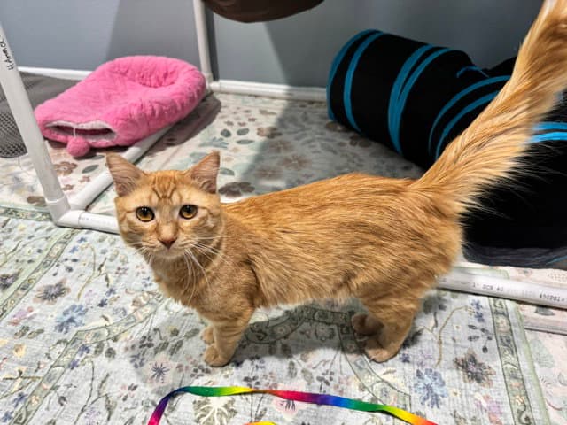 Iron - Domestic Medium Hair