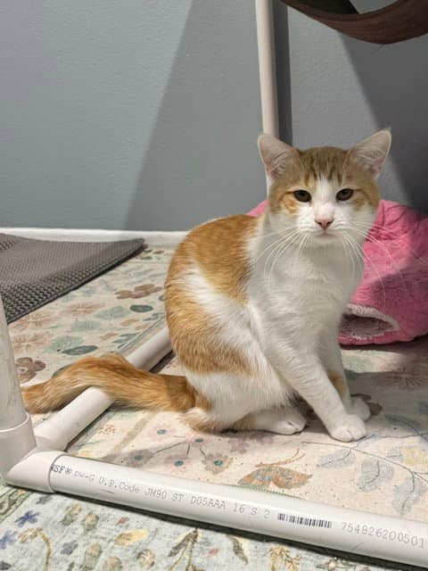 Wedge - Domestic Medium Hair