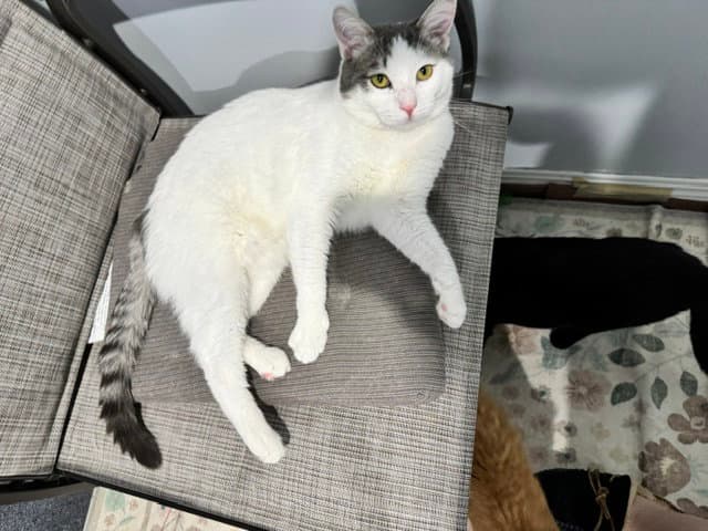 Putter - Domestic Short Hair