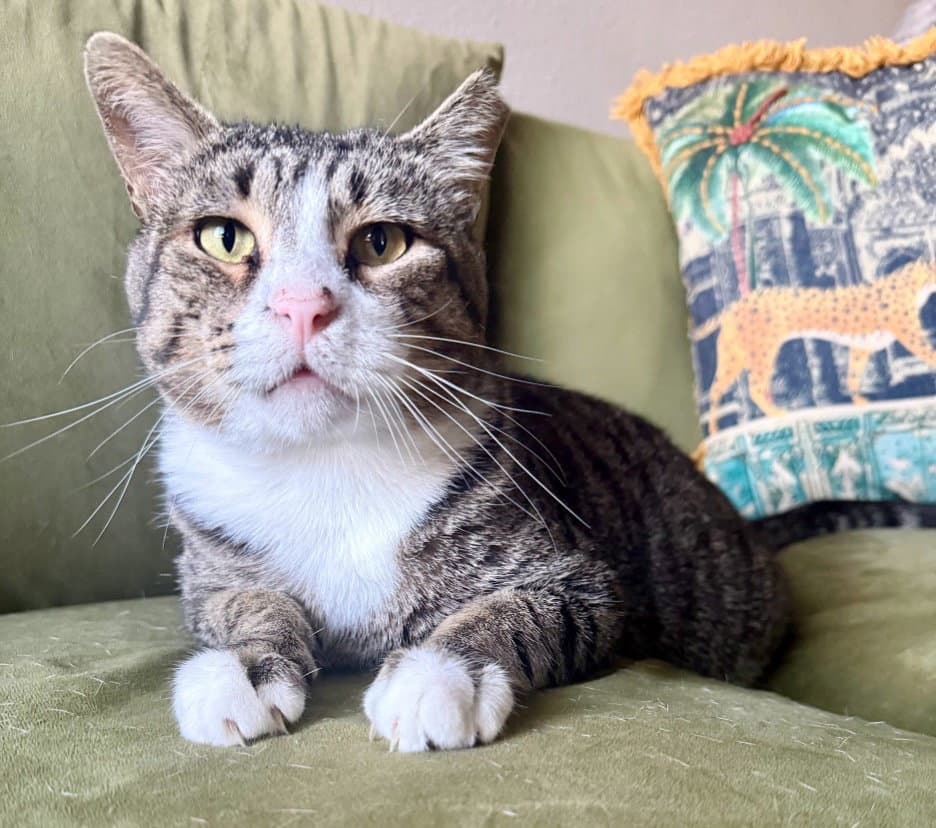 Noob - Domestic Short Hair