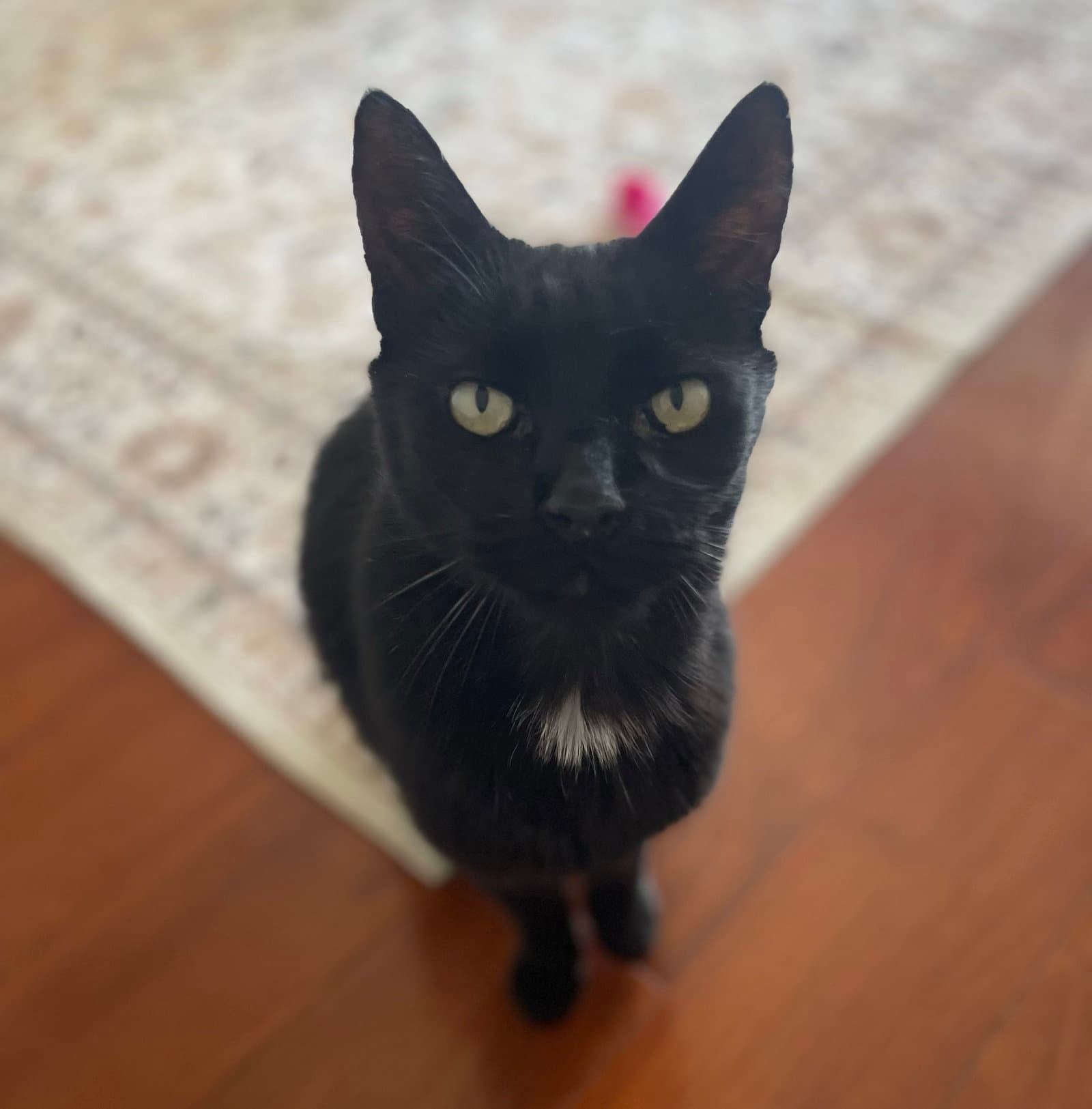 Mackie - Domestic Short Hair