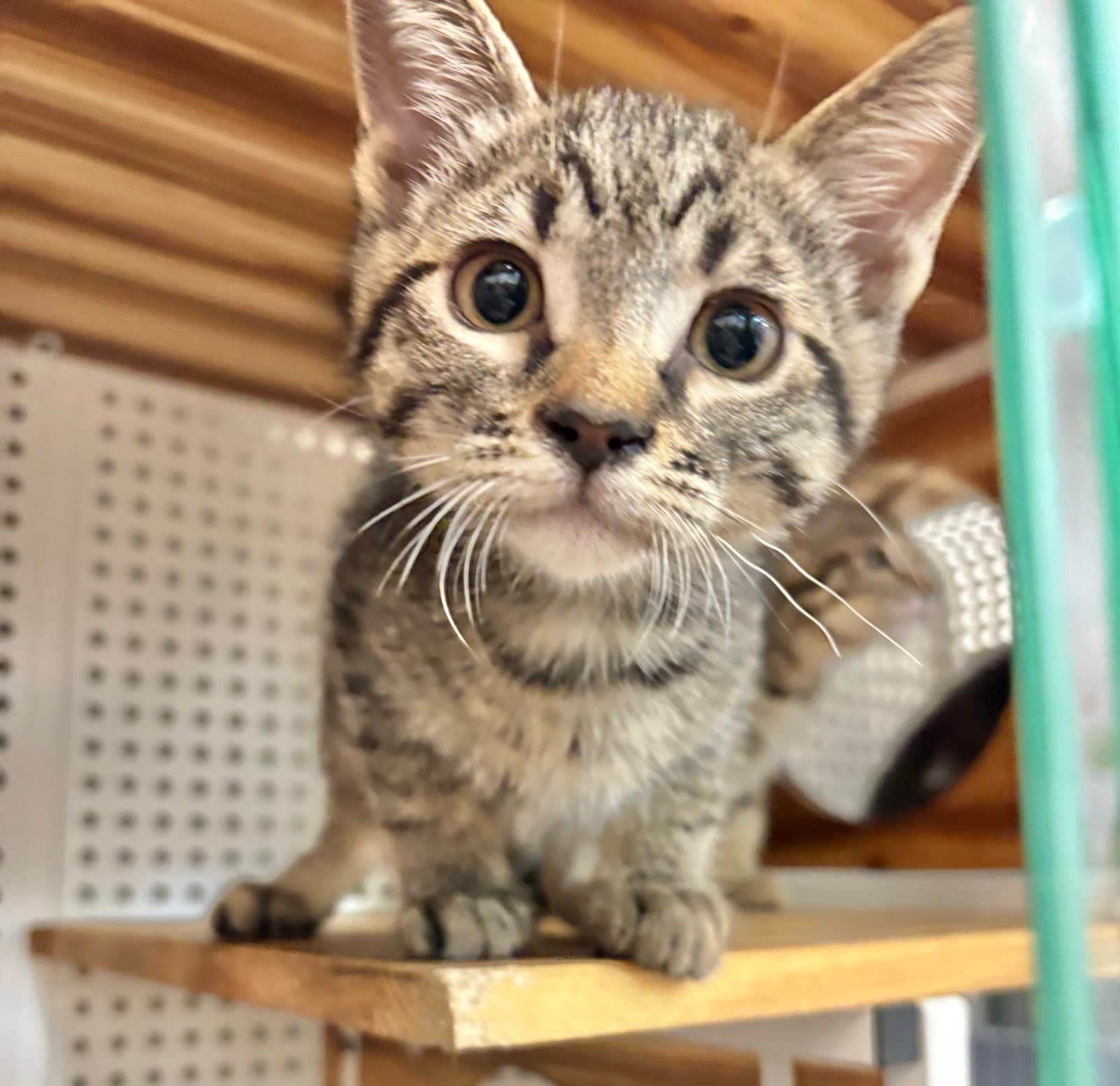 Rhaegal - Domestic Short Hair