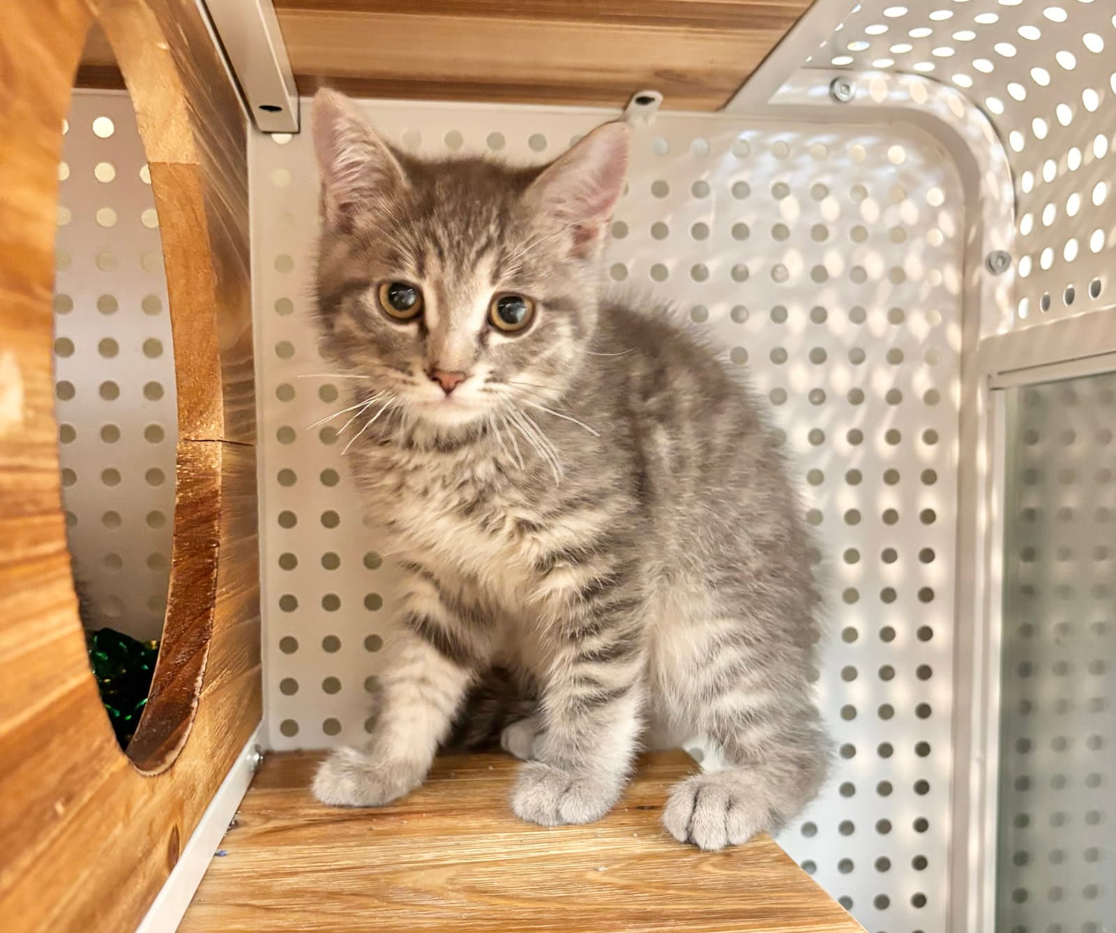 Viserion - Domestic Short Hair