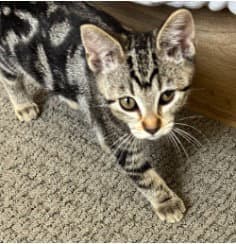 Broccoli Cheddar - Domestic Short Hair