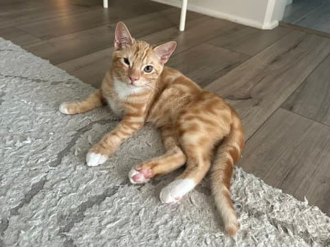 Boone - Domestic Short Hair