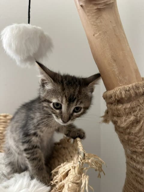 Parody - Domestic Short Hair