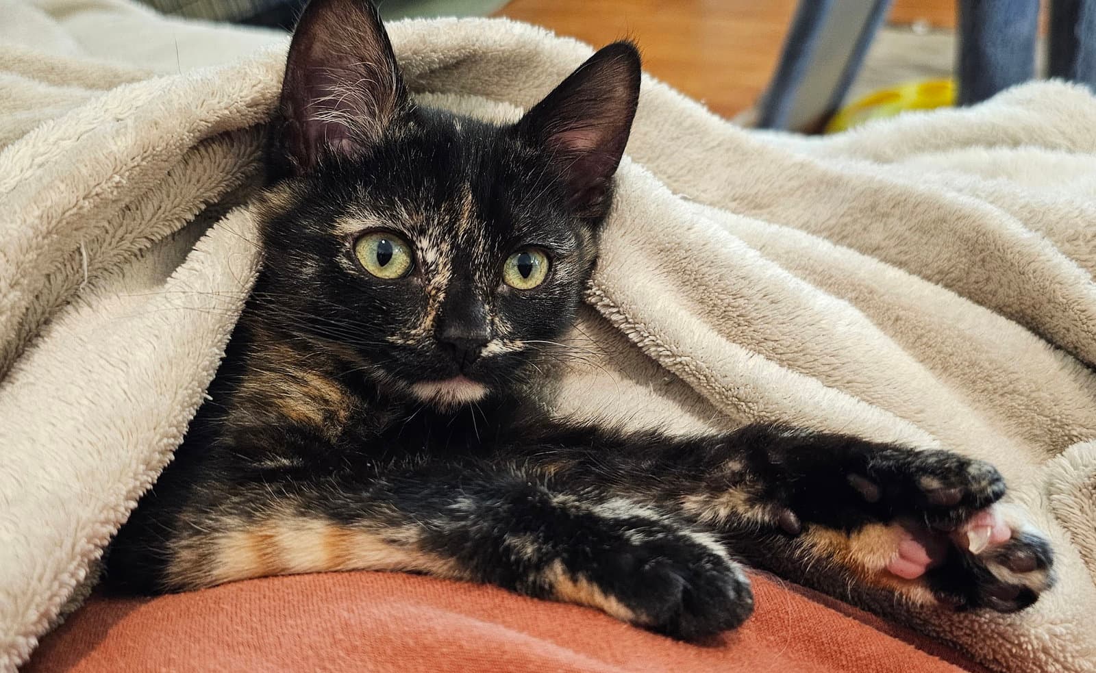 Pawdry Hepburn - Domestic Short Hair