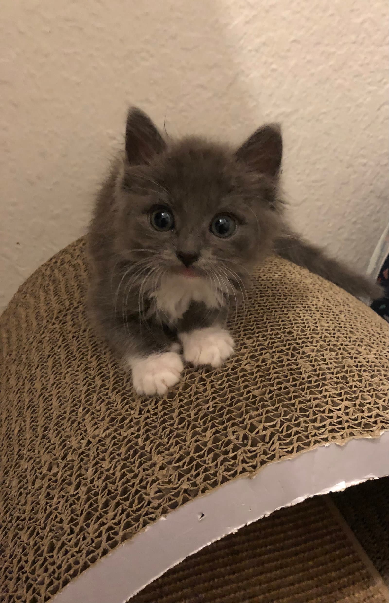 Bobby Brady - Domestic Short Hair