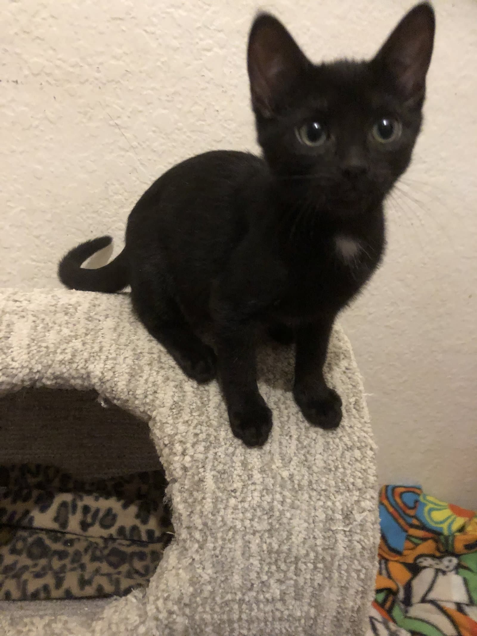 Cindy Brady - Domestic Short Hair
