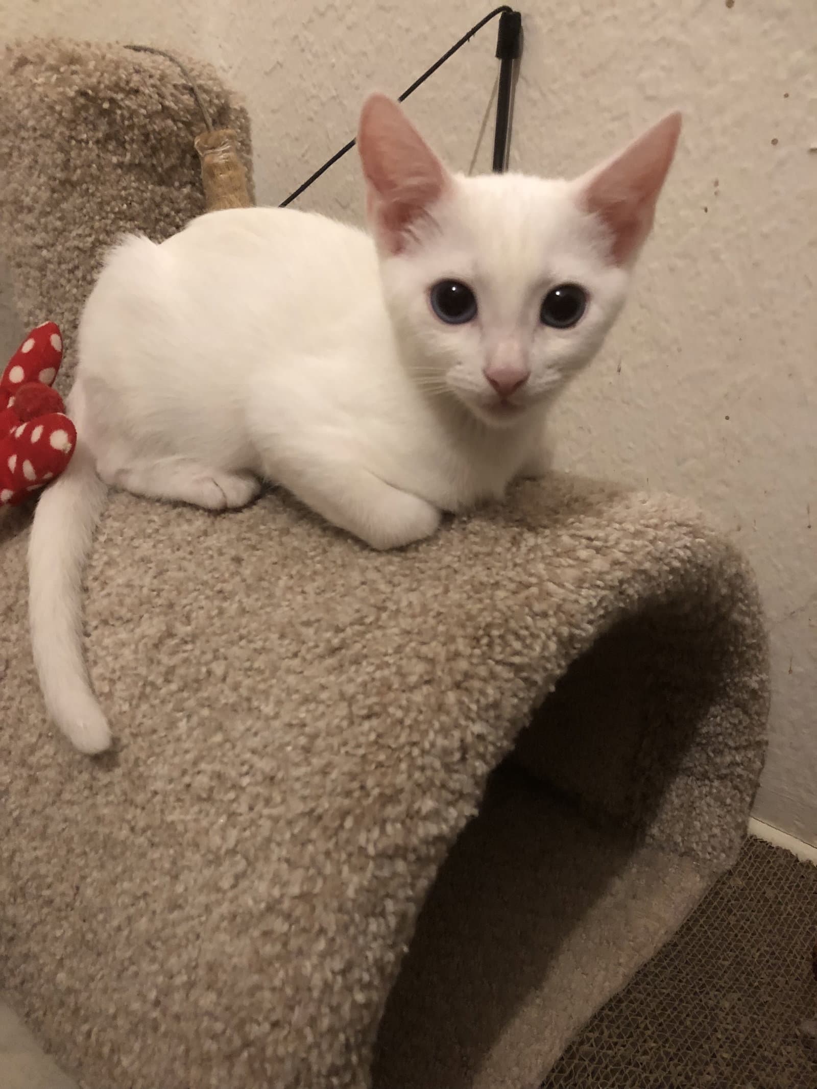 Peter Brady - Domestic Short Hair