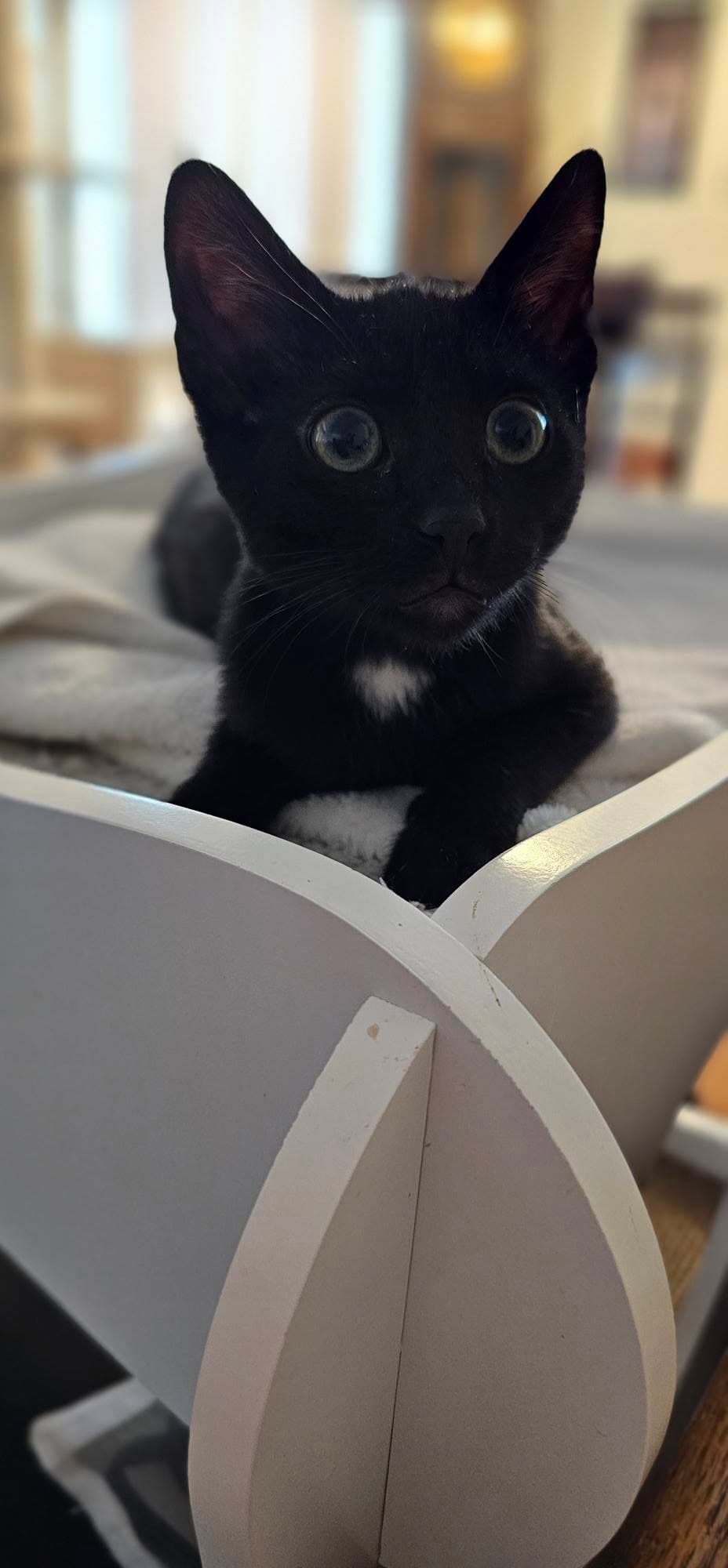 Greg Brady - Domestic Short Hair