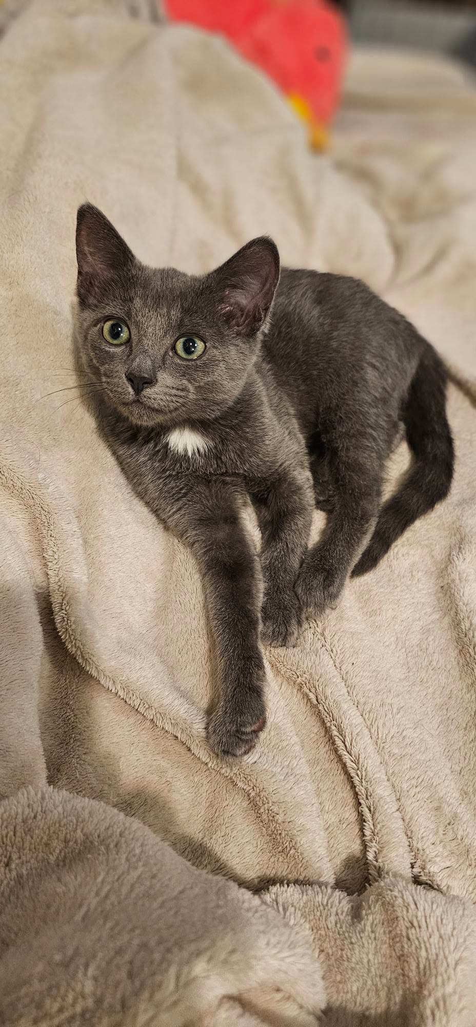 Jan - Domestic Short Hair
