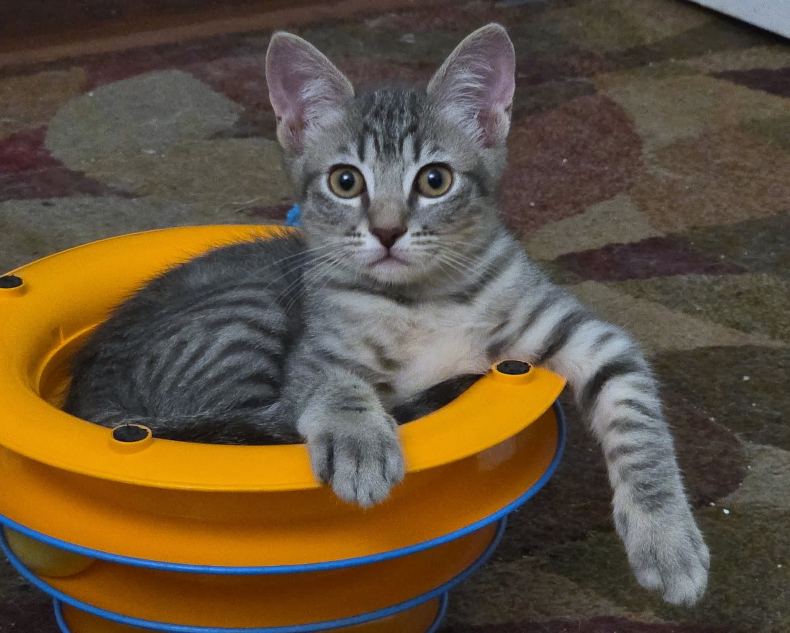 Cool Ranch - Domestic Short Hair